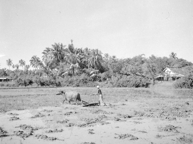 Het ploegen van de sawah met een karbouw op Java, Nederlands-Indië (Willem van de Poll)